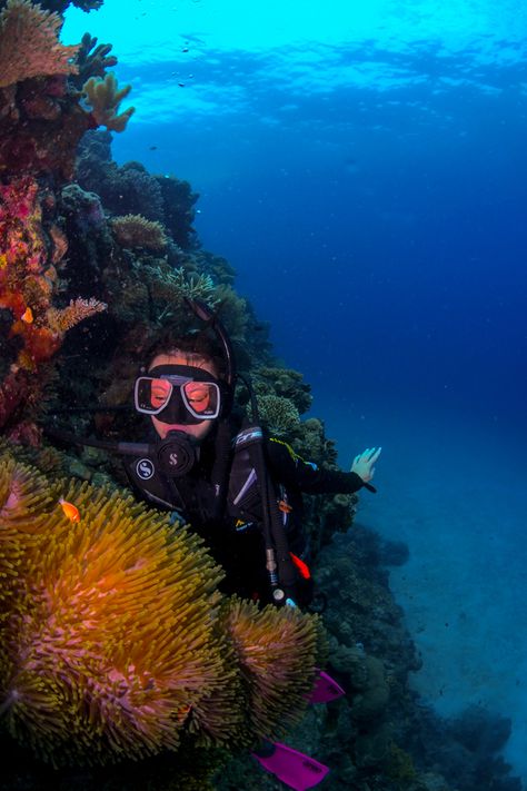 Coral Reef Australia, Coral Reef Biome, Great Barrier Reef Aesthetic, Coral Reef Diving, Great Barrier Reef Australia Aesthetic, Diving Australia, Great Barrier Reef Diving, Australia Snorkeling, Diving Great Barrier Reef