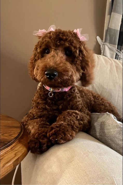 Our goldendoodle is all fancy with her little bows! Dog With Bows In Hair, Poodles With Bows, Brown Mini Goldendoodle, Poodle With Bows In Hair, Goldendoodle With Bow, Golden Poodle Puppy, Golden Doodle With Hair Bows, Dogs With Bows In Hair, Red Golden Doodle