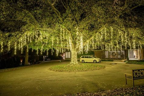 Spanish Moss Lights in Nashville Oak Tree Lights In Oak Trees, Oak Tree Lights, Spanish Moss Wedding, Hanging Tree Lights, Moss Christmas, Large Oak Tree, Outdoor Shower Diy, Decorated Trees, Christmas Lights Outside