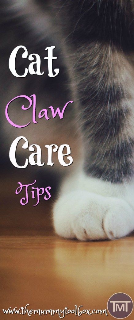 Who doesn't love a mani-pedi?? Make sure that you take care of your cat's claws with these claw care tips to avoid health complications in the future. #catcare #catclaws #cat #cats #CatWeek Herding Cats, Warrior Cats Books, Sick Cat, Cat Health Care, Cat Hacks, Cat Care Tips, Kitten Care, Cat Parenting, Cat Claws