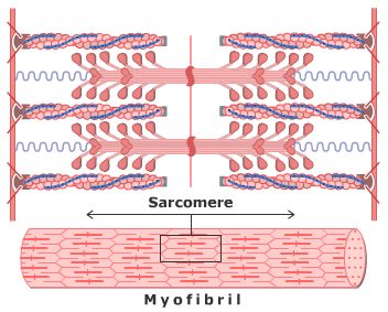 myofibril ~ sarcomere Sarcomere Diagram, Nervous System Anatomy, Muscle Fiber, Anaerobic Respiration, Human Heart Anatomy, Learn Biology, Human Muscle Anatomy, Exercise Physiology, Muscular System