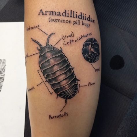 Termite Tattoo, Knee Bug Tattoo, Roadkill Tattoo, Anomalocaris Tattoo, Earthworm Tattoo, Pillbug Tattoo, Zoology Tattoo, Entomology Tattoo, Potato Bug Tattoo