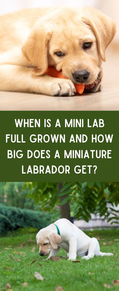 Mini Labrador, Miniature Labrador, Teacup Breeds, Tea Cup Poodle, Mini Poodles, Lab Dogs, Funny Animal Quotes, Labrador Dog, Quotes And Pictures