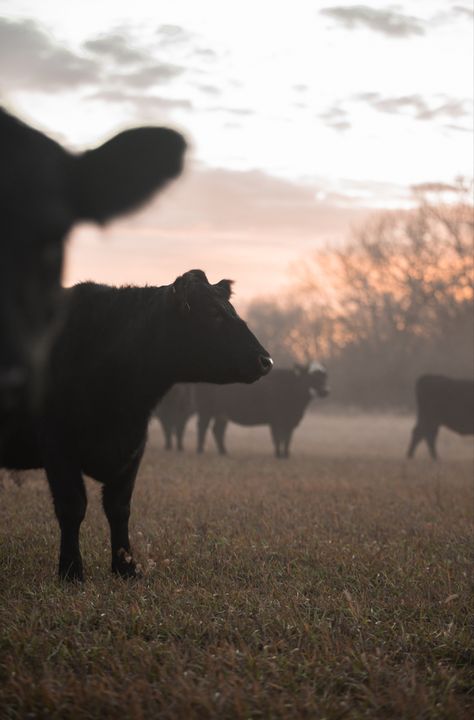 Black Angus Cattle Pictures, Farmstead Aesthetic, Farming Wallpaper, Cattle Wallpaper, Cows Aesthetic, Farming Aesthetic, Cattle Photography, Livestock Photography, Show Cows