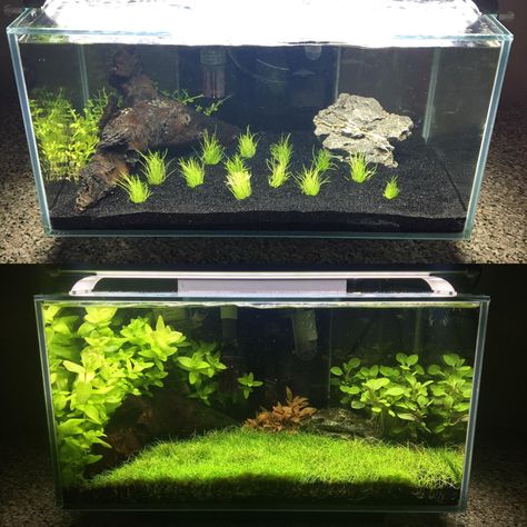 BEAUTIFUL planted aquariums! Beautiful Aquariums, Aquarium Grass, Lobelia Cardinalis, Fish Aquarium Decorations, Fish Tank Themes, Aquarium Garden, Fish Tank Terrarium, Amazing Aquariums, Cool Fish Tanks