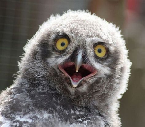 Shocked Owl Cant Sleep Meme, Cant Sleep Quotes Funny, Insomnia Meme, Cant Sleep Quotes, Insomnia Funny, Sleep Meme Funny, Insomnia Quotes, Sleep Quotes Funny, Sleep Meme