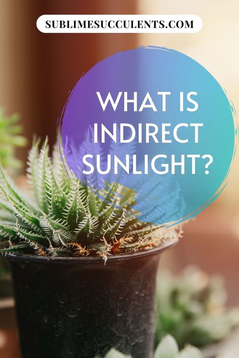 Wondering what is indirect sunlight? More than a few gardeners have been stumped when presented with the term ‘indirect sunlight’. You might have even run into a care guide describing your succulent’s ideal light levels as ‘bright, indirect light’. Check this pin for more details! #gardening #indirectsunlight #sunlight Outdoor Succulents, Grow Succulents, Indoor Succulents, Succulent Species, Porch Plants, Cactus Care, Zebra Plant, Indirect Sunlight, Best Indoor Plants