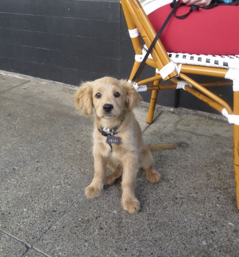 Cocker Retriever, Golden Retriever Cocker Spaniel, Comfort Retriever, Golden Cocker Retriever, Miniature Golden Retriever, Mini Golden Retriever, Golden Cocker, Golden Cocker Spaniel, Cocker Spaniel Mix