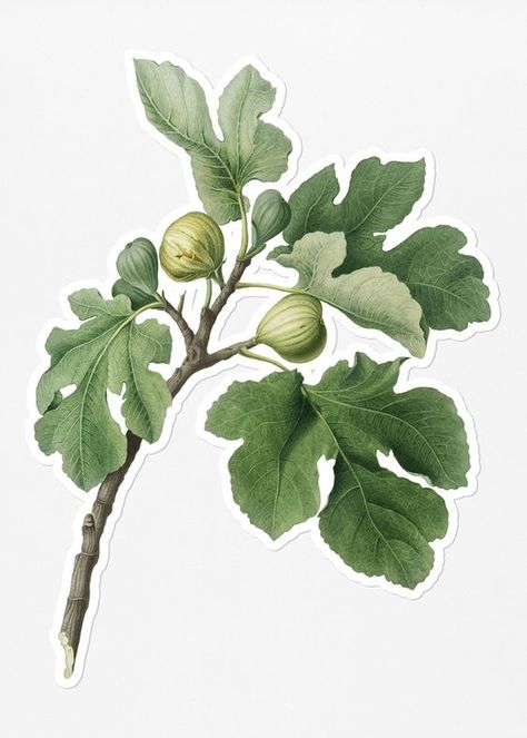 Fig Branch Illustration, Fig Leaves Tattoo, Fig Tree Branch, Fig Images, Fig Illustration, Fig Branch, Fig Drawing, Spooky Garden, Branch Illustration