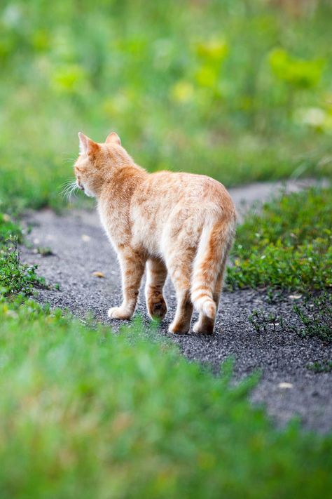 Cat Walking Reference, Cat Running Reference, Cat Walking Back View, Cat Perspective, Cat From Behind, Cat Walking Illustration, Two Cats Walking Together, Cat Walking On Fence, Cats Walking