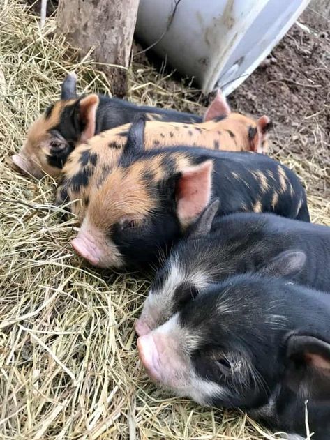 Pasture Pigs, Pastured Pigs, Baby Chicks Raising, Chicken Incubator, Pig Breeds, Raising Pigs, Micro Pigs, Teacup Pigs