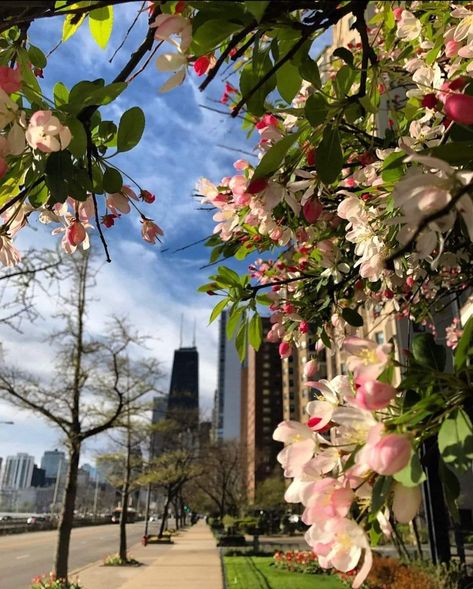 Chicago Parks, Chicago Spring, Chicago Aesthetic, Spring Boards, Chicago Photography, Downtown Chicago, Spring Aesthetic, Urban Jungle, Spring Has Sprung