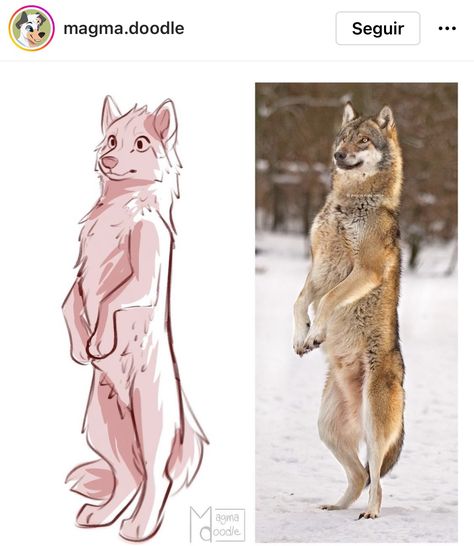 Wolf Drawing Poses, Wolf Standing On Hind Legs Drawing, Person Holding Dog Reference, German Shepherd Drawing Reference, Fox Anatomy Drawing, Front Facing Wolf, Animal Poses Reference, Dog Poses Reference, Anthro Poses