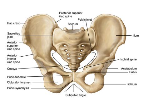 The Sit Bones Connected to the...: The pelvis; the ischial tuberosity is the thick part of the ischium. Skeletal System Anatomy, Pelvis Anatomy, Hip Anatomy, Joints Anatomy, Human Skeleton Anatomy, Pelvic Girdle, Pelvic Bone, Anatomy Bones, Yoga Anatomy