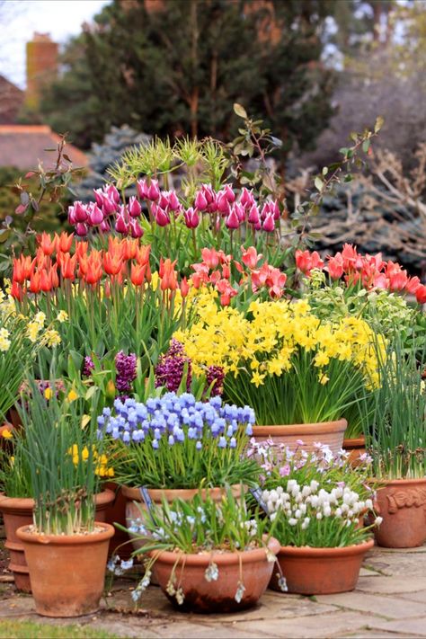 Various flower bulbs displayed in pots Tulips Garden Design, Daffodils Garden, Hyacinths Garden, Spring Planter, Planting Tulips, Small Balcony Garden, Garden Inspo, Daffodil Bulbs, Cottage Garden Design