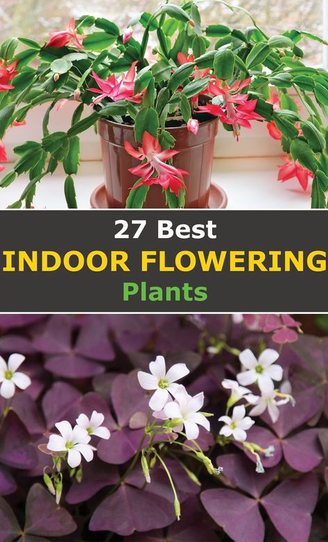 Plants For Beginners, Flowering House Plants, Indoor Flowering Plants, Household Plants, Plants To Grow, Fragrant Plant, Inside Plants, Winter Plants, Best Indoor Plants