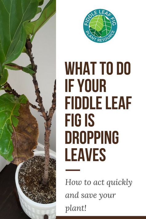 Plant Leaves Turning Brown, Fiddle Leaf Fig Care, Fiddle Fig Tree, Fiddle Tree, Indoor Landscaping, Leaves Meaning, Fiddle Leaf Tree, Fig Plant, Fiddle Fig