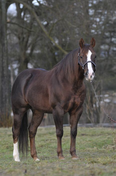 Photo Credit: Unknown Aqha Horses, Quarter Horse Stallion, American Quarter Horse, Chestnut Horse, Majestic Horse, Horse World, Horses And Dogs, All The Pretty Horses, Horse Crazy