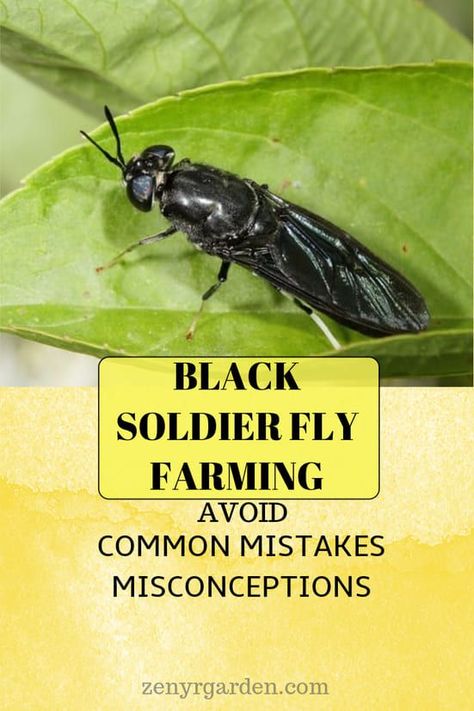 BSF farming, common mistakes & misconceptions Soldier Fly Farming, Black Soldier Fly Farming, Avocado Egg Recipes, Homesteading Tips, Meal Worms, Black Soldier, Black Soldier Fly, Bearded Dragon Care, Livestock Feed