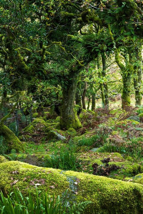 Including the woodland that inspired The Lord of The Rings Forest Paths, Country Living Uk, Epping Forest, Hundred Acre Woods, Forest Of Dean, Forest Path, Ancient Forest, Wild Creatures, Ancient Tree