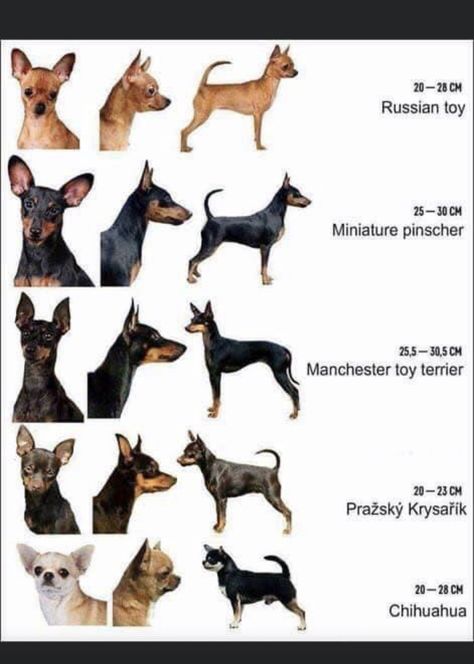 Miniature Pinscher Art, Russkiy Toy, Miniature Doberman, Pincher Dog, Miniature Pinscher Puppy, Dog Bad, Dog Infographic, Toy Terrier, Miniature Pinscher Dog