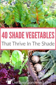 Shade Vegetables, List Of Vegetables, Vegetable Plants, Shade Garden Plants, Meteor Garden 2018, Garden Veggies, Veg Garden, Tomato Garden, Home Vegetable Garden