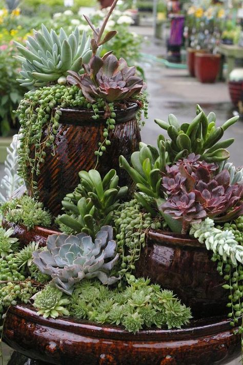 Succulents are a great, low-maintenance way to add greenery to your wedding décor #succulents #wedding Succulent Garden Design, Succulent Landscaping, Recycled Garden, Plant Display, Garden Shrubs, Succulent Gardening, Secret Gardens, Succulents In Containers, Have Inspiration