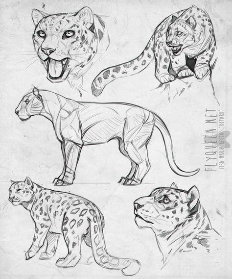 Feline Anatomy Drawing, Leopard Anatomy Drawing, Feline Anatomy Reference, Feline Poses Reference, Leopard Drawing Reference, Big Cat Drawing Reference, Big Cats Art Draw, Wild Cats Drawing, How To Draw Big Cats