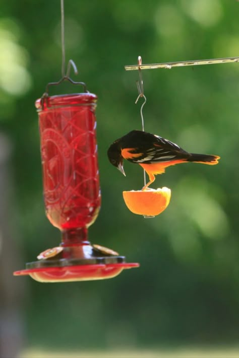 Oriole Nectar Recipe, Oriole Bird Feeders, Backyard Birds Feeders, Hummingbird Food, Oriole Bird, Hummingbird Nectar, Baltimore Oriole, What Is A Bird, Diy Bird Feeder