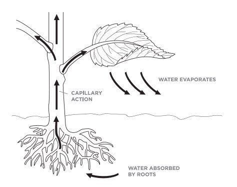 Capillary Action | Science World British Columbia Plant Experiments, Capillary Action, Plants Unit, Planet Colors, Stem Classes, Teaching Biology, Water Projects, Food Web, Plant Science