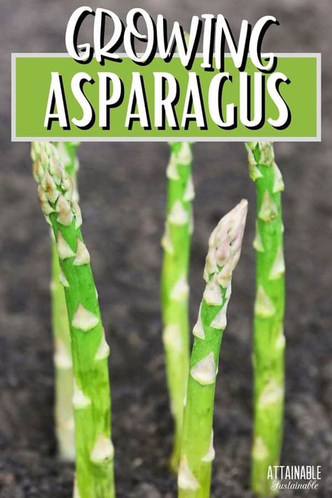 If you’re looking for a vegetable crop that keeps on giving, year after year, consider growing asparagus in your garden! It’s a delicious springtime favorite. And it's MUCH more budget-friendly to grow your own than buying it at the store! Planting Asparagus Crowns, Asparagus Growing, Asparagus Plants, Grow Asparagus, Asparagus Plant, Growing Asparagus, Vegetable Garden Raised Beds, Perennial Vegetables, Organic Vegetable Garden