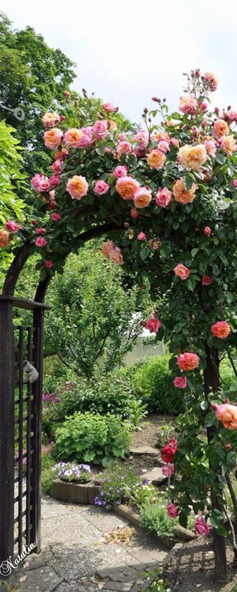 Yellow Climbing Rose, Red Climbing Roses, Roses Climbing, Climbing Rose, Yellow Bedding, Front Yard Garden, Climbing Roses, Favorite Flowers, Light Peach