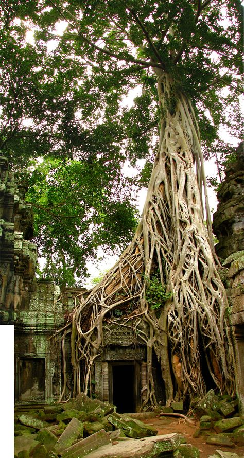 overgrown | trees don't care what we do | RikkiTikkiTaavi | Flickr Overgrown Temple, Inktober Inspiration, Kiyomizu-dera Temple, Nijo Castle, Borobudur Temple, Temple Ruins, Karnak Temple, Greek Temple, Mayan Ruins