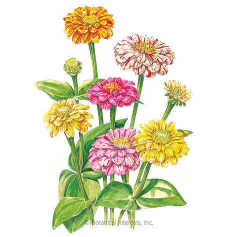 Peppermint Stick Zinnia Seeds Zinnia Seeds, Garden Notes, Botanical Interests, Zinnia Elegans, Small Yellow Flowers, Peppermint Sticks, Zinnia Flowers, Beach Garden, Colour Art