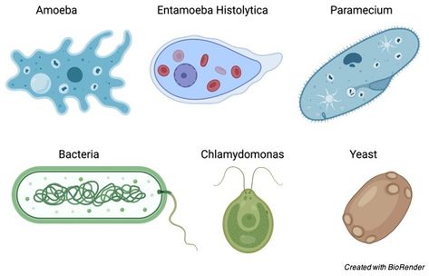 Unicellular Organism: Definition, Types, and Examples Unicellular Organisms, Single Celled Organisms, Primary Science, Slime Mould, Nucleic Acid, Cell Wall, Cell Membrane, Photosynthesis, Organic Matter