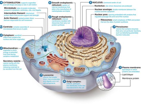 Making+an+Atom+Model | Electron microscopic structure of an animal cell Human Cell Diagram, Human Cell Structure, Animal Cell Parts, Cell Parts And Functions, Animal Cell Structure, Membran Sel, Cell Diagram, Cell Parts, Cell Organelles