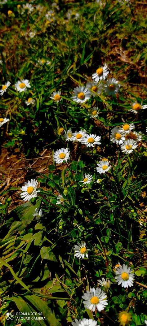 Common daisy
Plant
Flowers
🌼 Quotes, Picture Quotes, Plants, Common Daisy, Instagram Picture Quotes, Daisy Flowers, Daisy Flower, Instagram Pictures, Daisy