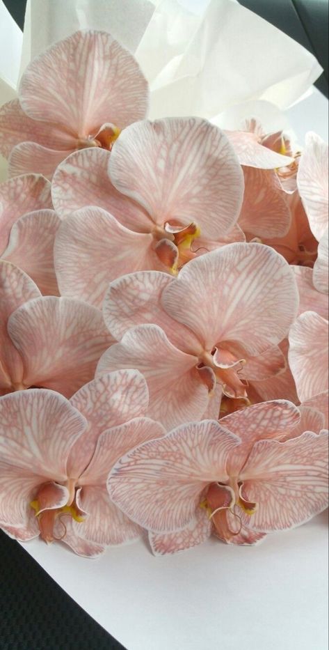 Pink Moth, Moth Orchid, Phalaenopsis Orchid, Pink Orchids, Flower Therapy, Exotic Flowers, My Flower, Pretty Flowers, Dusty Pink