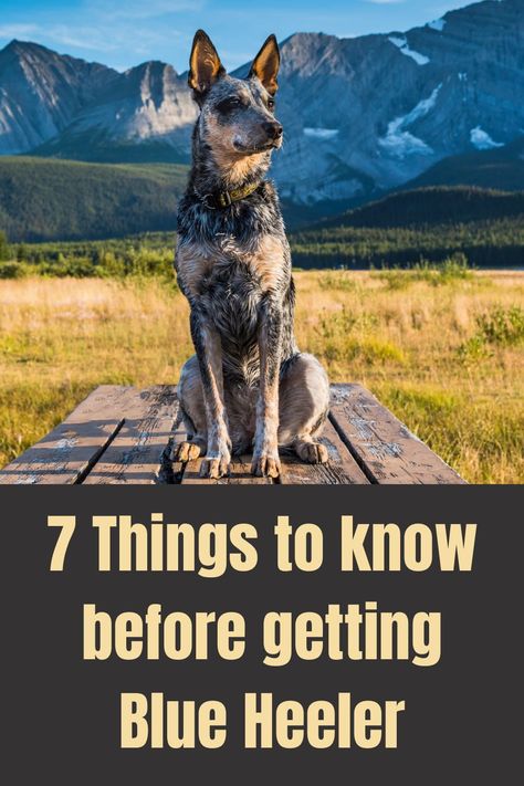 Queensland Heeler Puppies, Blue And Red Heeler Dogs, Training Blue Heelers, Blue Heeler Australian Shepherd Mix Dogs, Blue Heeler Training Tips, Australian Blue Heeler, Blue Healers Dog, Blue Heeler Puppy Names, Blue Heeler Memes