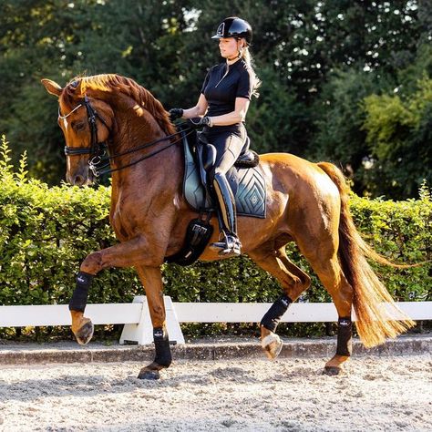 Janneke Punte Dressage on Instagram: "💚 just another magic monday 💚 • • 📸 @dailyinfocus 👕 @mrsrosequestrian • • #dressage #horse #paarden #pferde #horseriding #chestnut #charmeur #power #handsome #love #training #equestrian #equestrianlife #kwpn #kwpnhorse #jannekepuntedressage" Chestnut Dressage Horse, Dressage Aesthetic, Kwpn Horse, Largest Domestic Cat, Magic Monday, Large Domestic Cat Breeds, Stunning Horses, Equestrian Horses, Dutch Warmblood