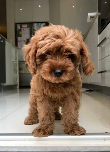 Red Cavoodle Puppy, Toy Cavoodle Puppies, Cavoodle Aesthetic, Red Cavapoo, Toy Cockapoo, Toy Cavoodle, Cavoodle Puppies, Golden Doodles, Cavapoo Puppies