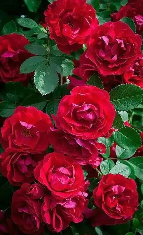 Red Climbing Roses, Beautiful Red Roses, Growing Roses, Hybrid Tea Roses, Beautiful Flowers Garden, Planting Roses, Most Beautiful Flowers, Flowers Wallpaper, Climbing Roses