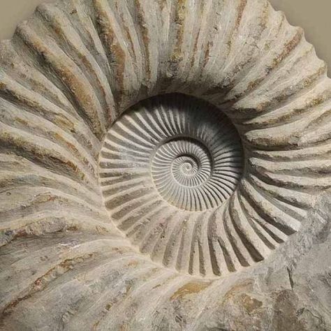 Spirals In Nature, Geometry In Nature, Rocks And Fossils, Fibonacci Spiral, Patterns In Nature, Nautilus, Rocks And Minerals, Sacred Geometry, Natural Texture