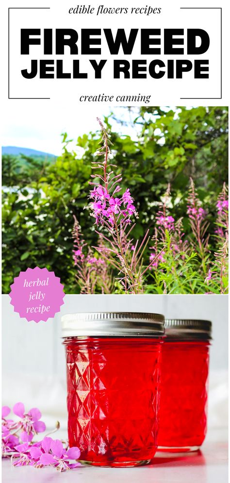 Embrace the beauty of nature with this guide on making fireweed jelly. Transform vibrant fireweed flowers into a delicious homemade jelly for canning. Unlock the flavors of edible flowers and elevate your home canning skills. Forage fireweed flowers and indulge in the taste of nature's beauty. Experience the joy of making fireweed jelly and capture the essence of the outdoors in a jar. Fireweed Jelly Recipe, Jelly Recipes For Canning, Canning Jelly Recipes, Fireweed Jelly, Canning Fruit Recipes, Herbal Jelly, Recipes For Canning, Rosebay Willowherb, Champagne Jelly