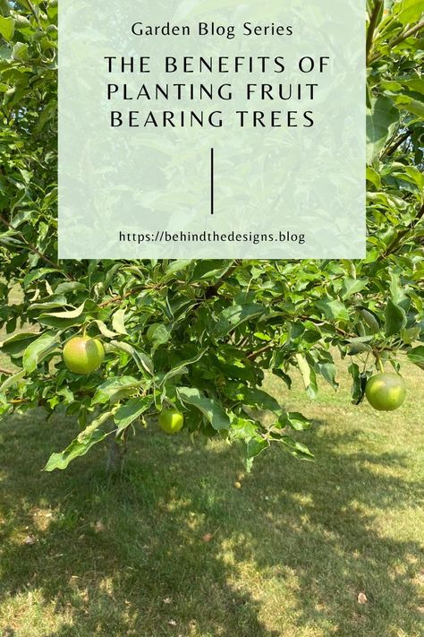 There are many benefits to planting a fruit tree. I've outlined four good reasons and also share the progress of our granny smith apple tree. Granny Smith Apple Tree, Planting Fruit, Fruit Bearing Trees, Granny Smith Apple, Big Backyard, Fruit Tree, Fruit Plants, Granny Smith Apples, A Fruit