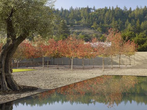 Sunken bosque of Korean Sun pear provides shaded area for gatherings in summer and  makes seasonal reference to region's agricultural past.   Photo: Marion Brennerright-click here to save larger image Andrea Cochran, London Plane Tree, Agricultural Buildings, Pool Fountain, Reflecting Pool, Garden Designs, Modern Landscaping, Landscape Ideas, Outdoor Rooms