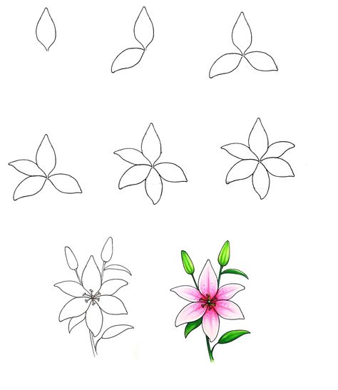 How To Draw A Lily In 8 Easy Steps 1 Easter Lilies Flower, How To Draw A Tiger Lily Step By Step, Easter Lilies Painting, Lilys Drawings Easy, Easy Water Lily Drawing, Lilies Drawing Easy, How To Draw Lilies Step By Step, Easy Lily Painting, Easy Flower Drawing Tutorial