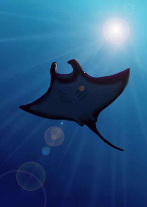 Painting Ideas Marine Life, Manta Ray Photo, Sting Ray Photography, Mantaray Art, Manta Ray Photography, Sting Ray Art, Manta Ray Painting, Stingray Painting, Manta Ray Drawing