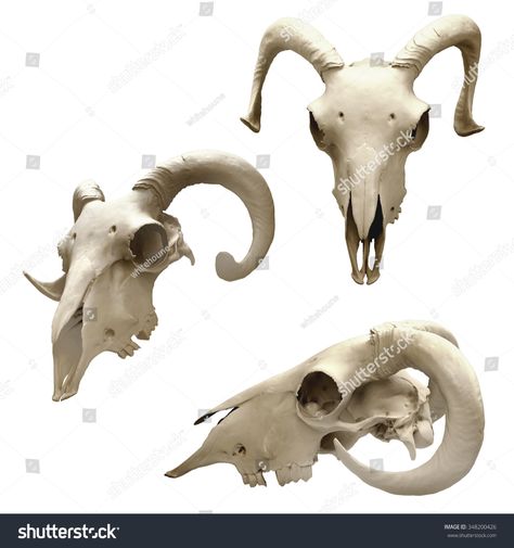 Ram Skull Different Views Isolated On Stock Illustration 348200426 Ram Skull Side View, Skull Side View, Goat Bone, Sheep Skull, Skull Anatomy, Skull Reference, Skeleton Anatomy, Goat Skull, Skeleton Drawings