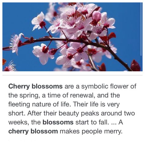 It didn’t give a descripition as to why I got a cherry blossom, so I looked up what cherry blossoms mean. Cherry Blossom Meaning, Cherry Blossoms Flower, Flower Meanings, Cherry Blossom Flowers, Creative Content, Baby Name, Cherry Blossoms, Baby Names, Cherry Blossom